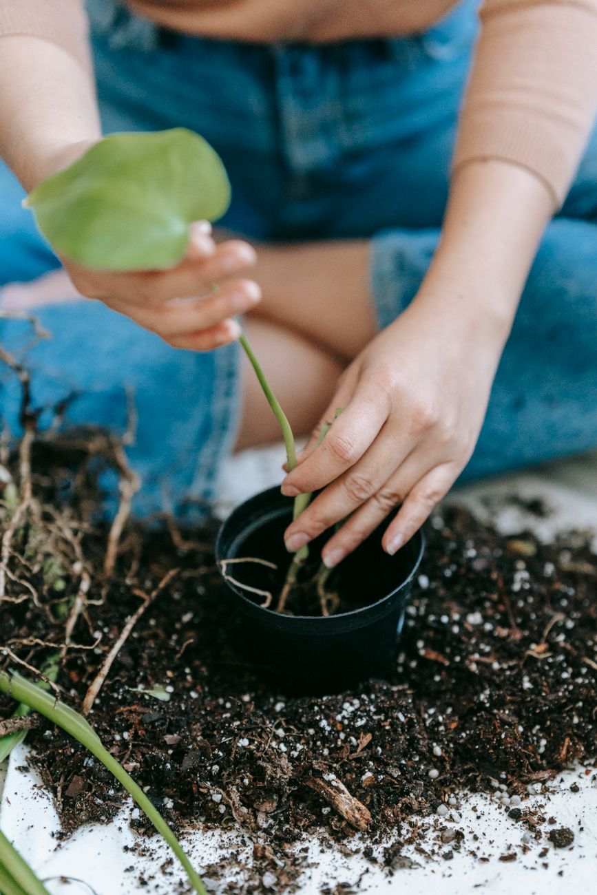 Soil Hands