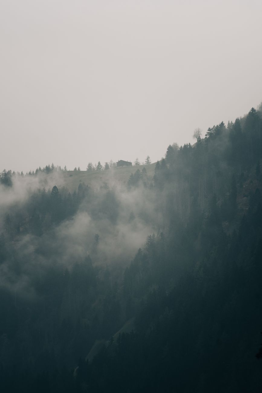 Forest Mist