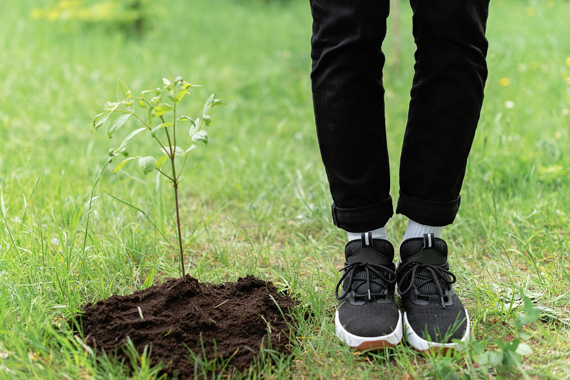 Person Planting Tree