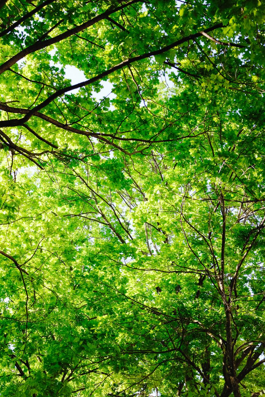 Forest Canopy