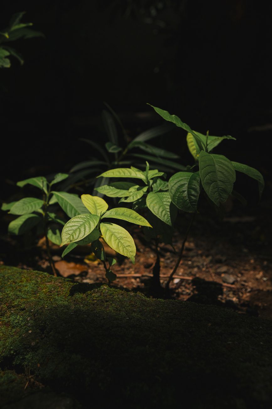 Sapling Soil
