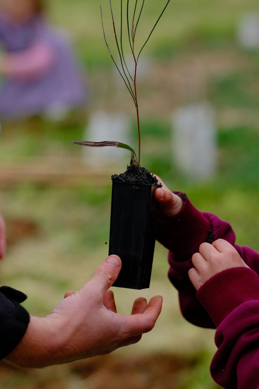 Tree Planting Hands