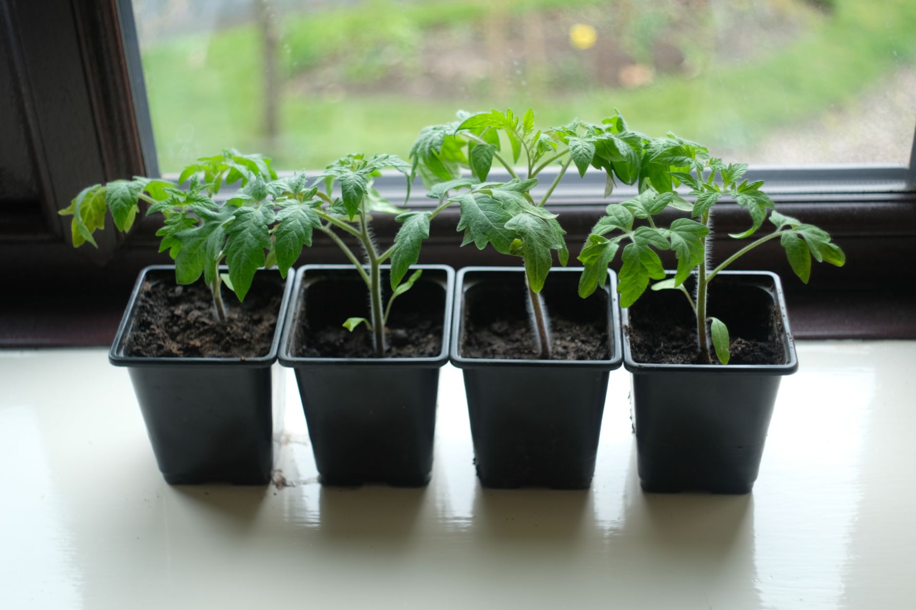 Seedling Pot