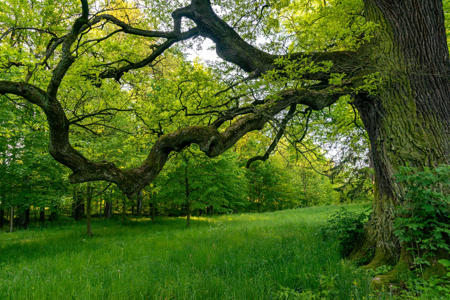 Oak Tree