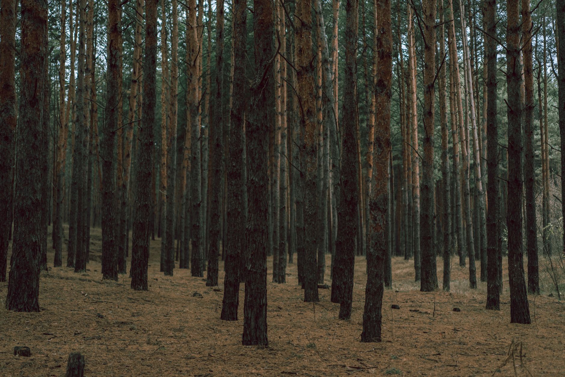 Pine Forest