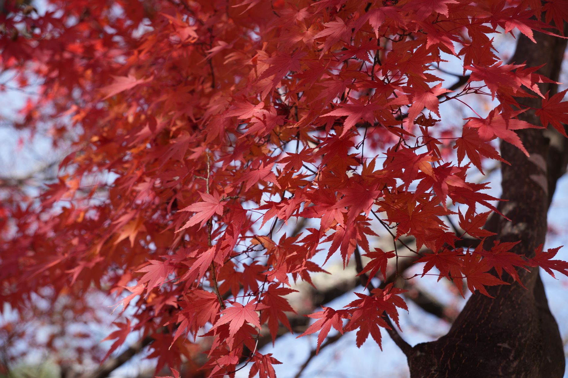 Maple Tree