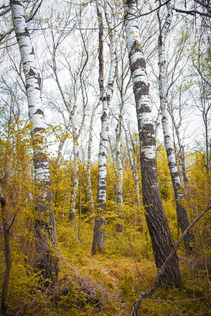 Birch Forest
